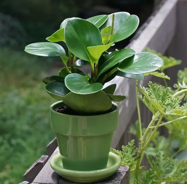 plant-category-image
