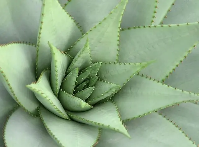 plant-category-image