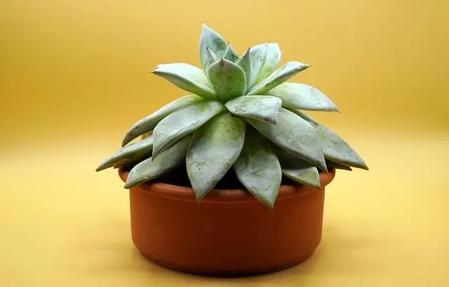 plant-category-image