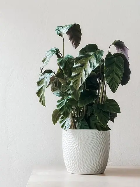 plant-image
