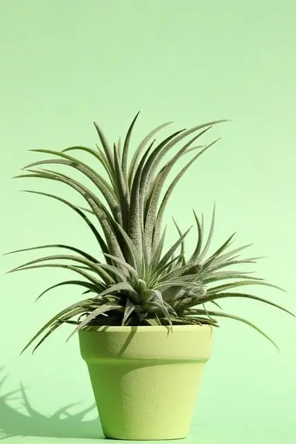 plant-image
