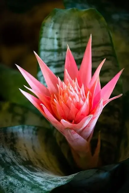 plant-image