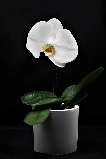 plant-image